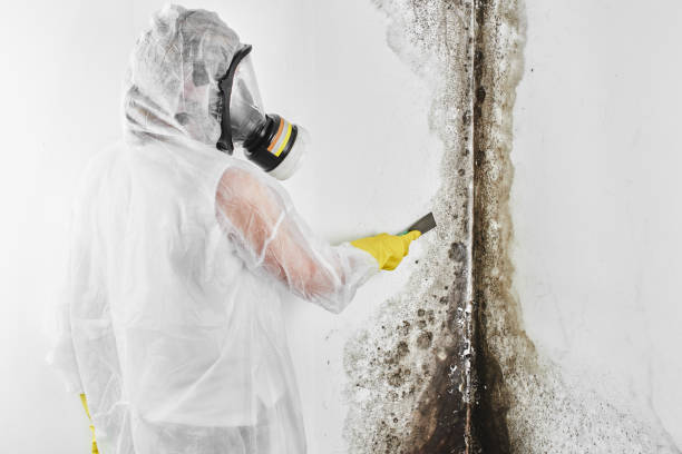 Reliable Montrose, NY Mold Remediation Solutions